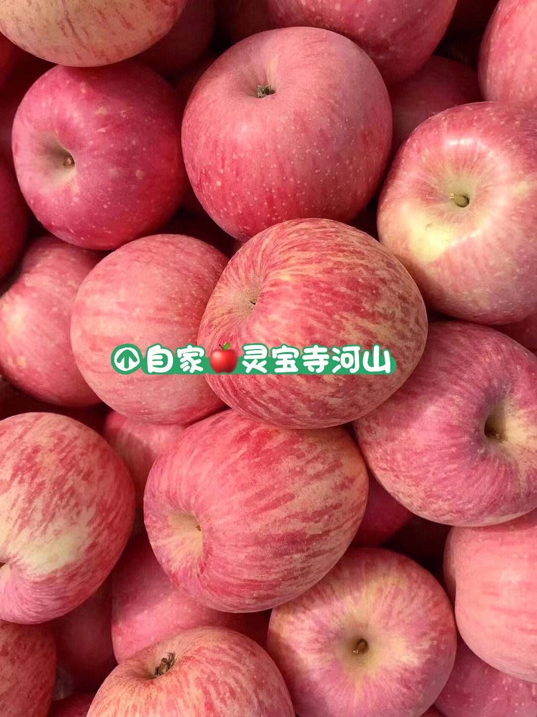 正宗灵宝寺河山苹果