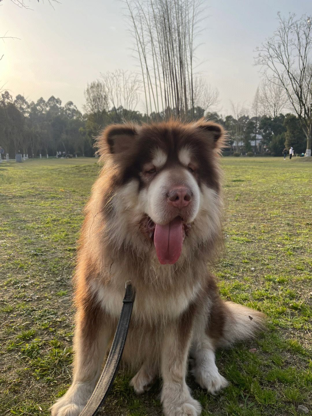 阿拉斯加猪动漫图片