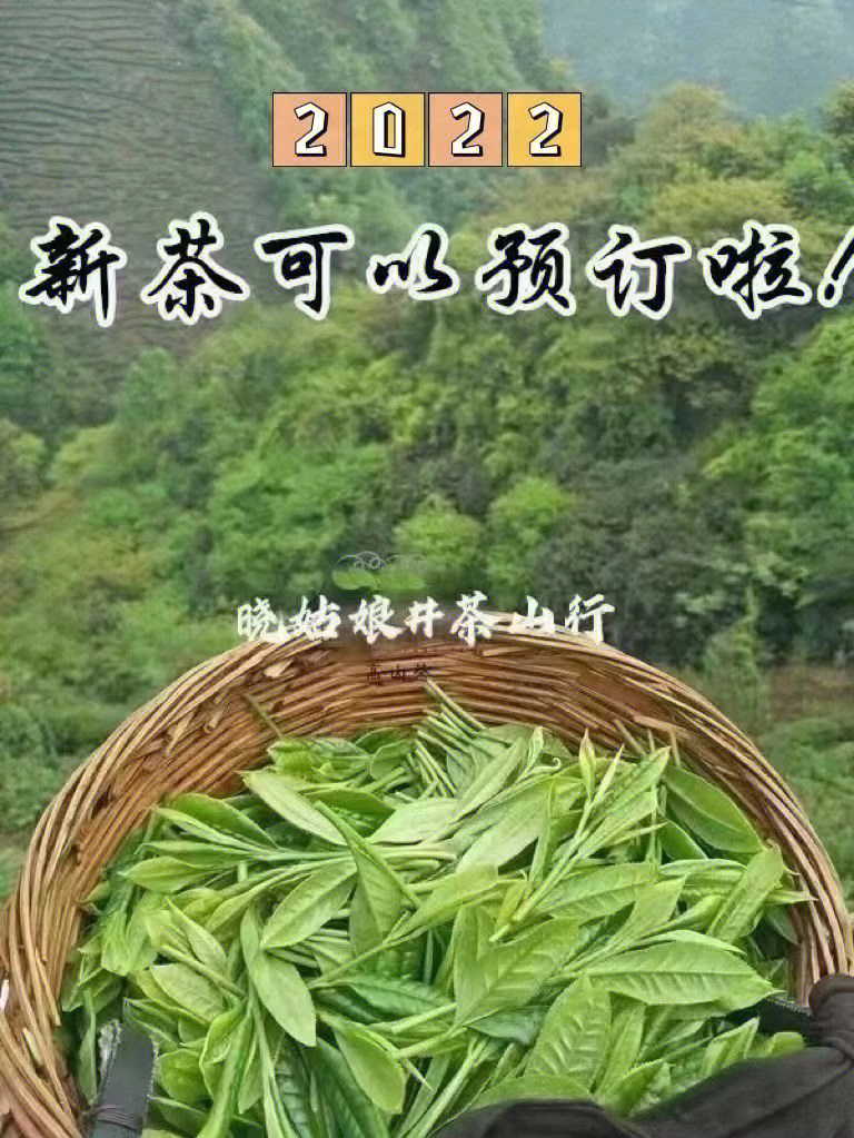 95太平猴魁,国宴茶,绿茶类尖茶,素有绿茶王子之称