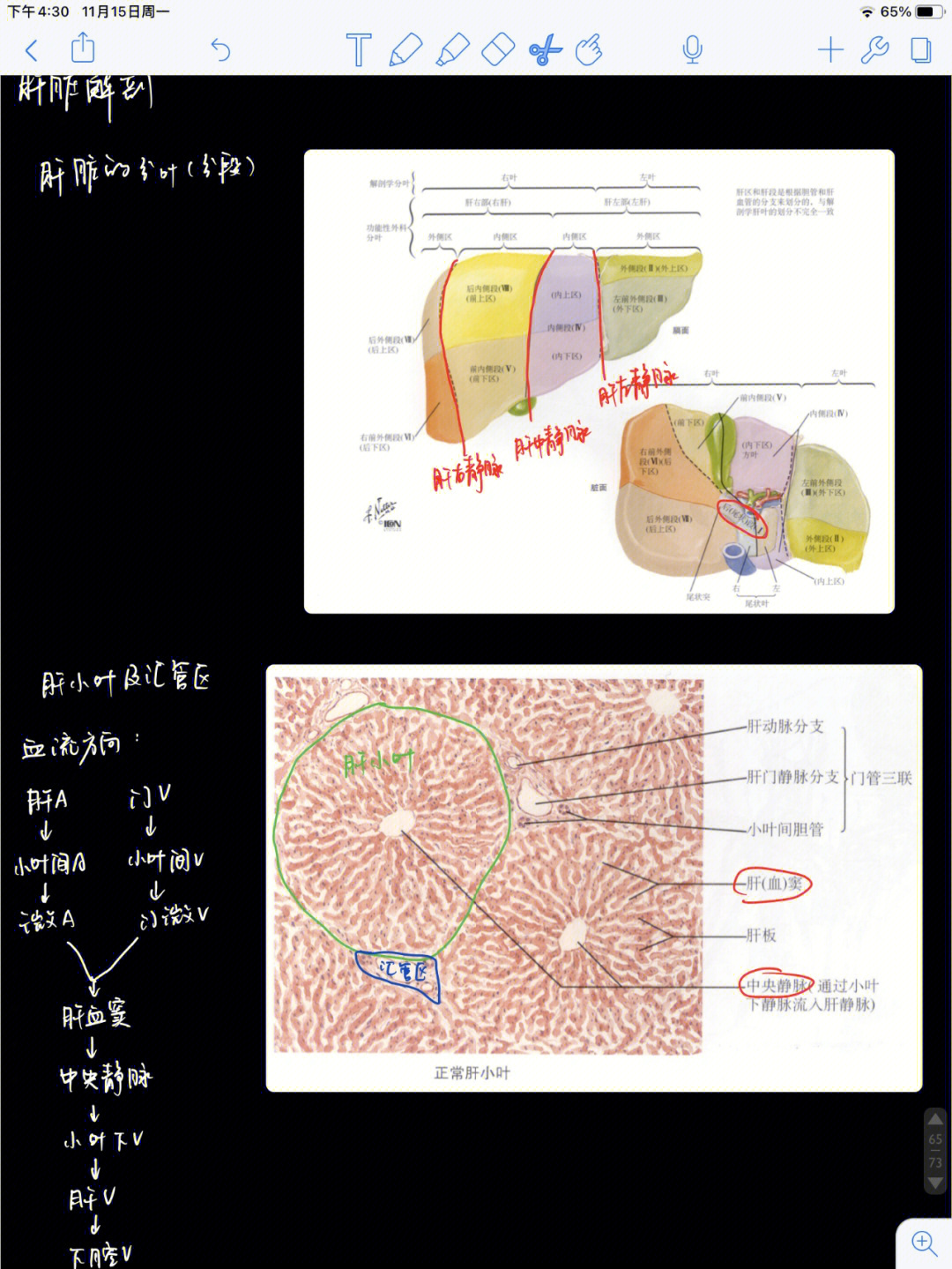 外科学肝脏疾病