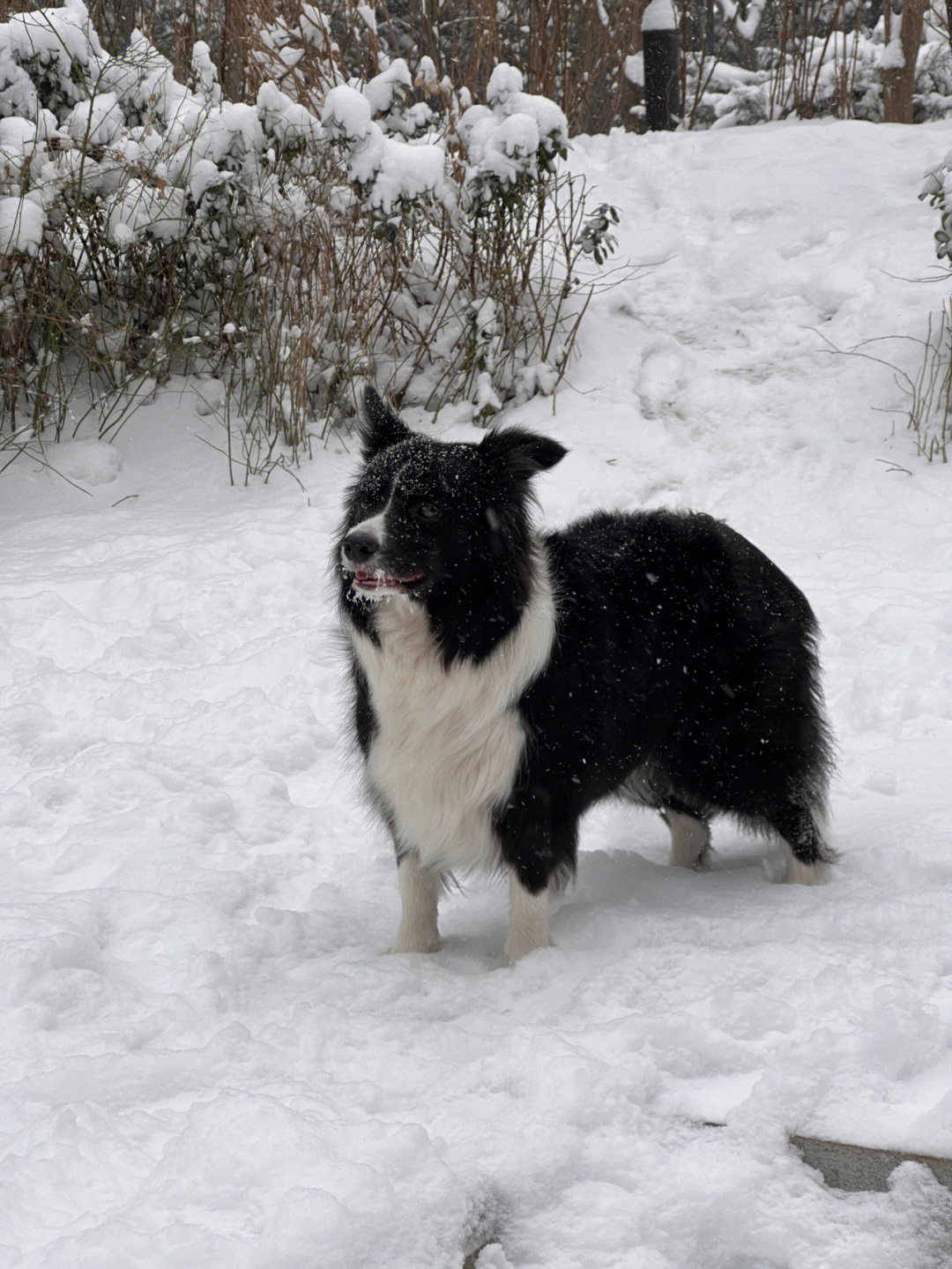 下雪天的小狗狗
