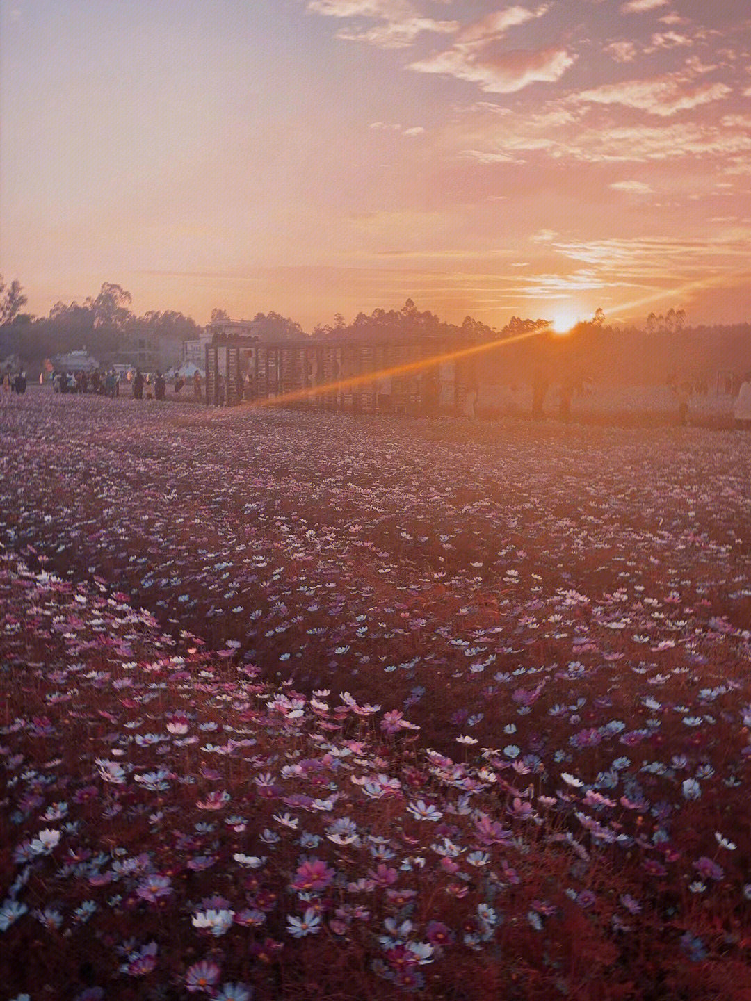 河源大湖寨花海图片