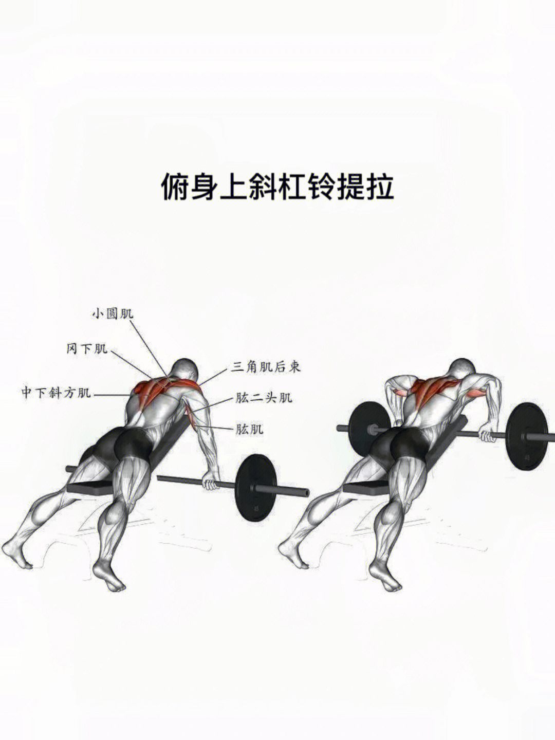 三角肌的锻炼方法图片