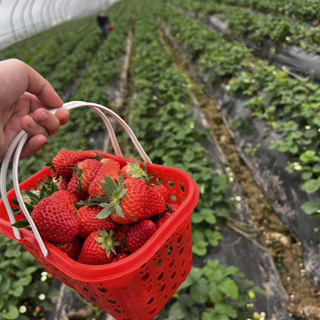 西彭草莓采摘图片