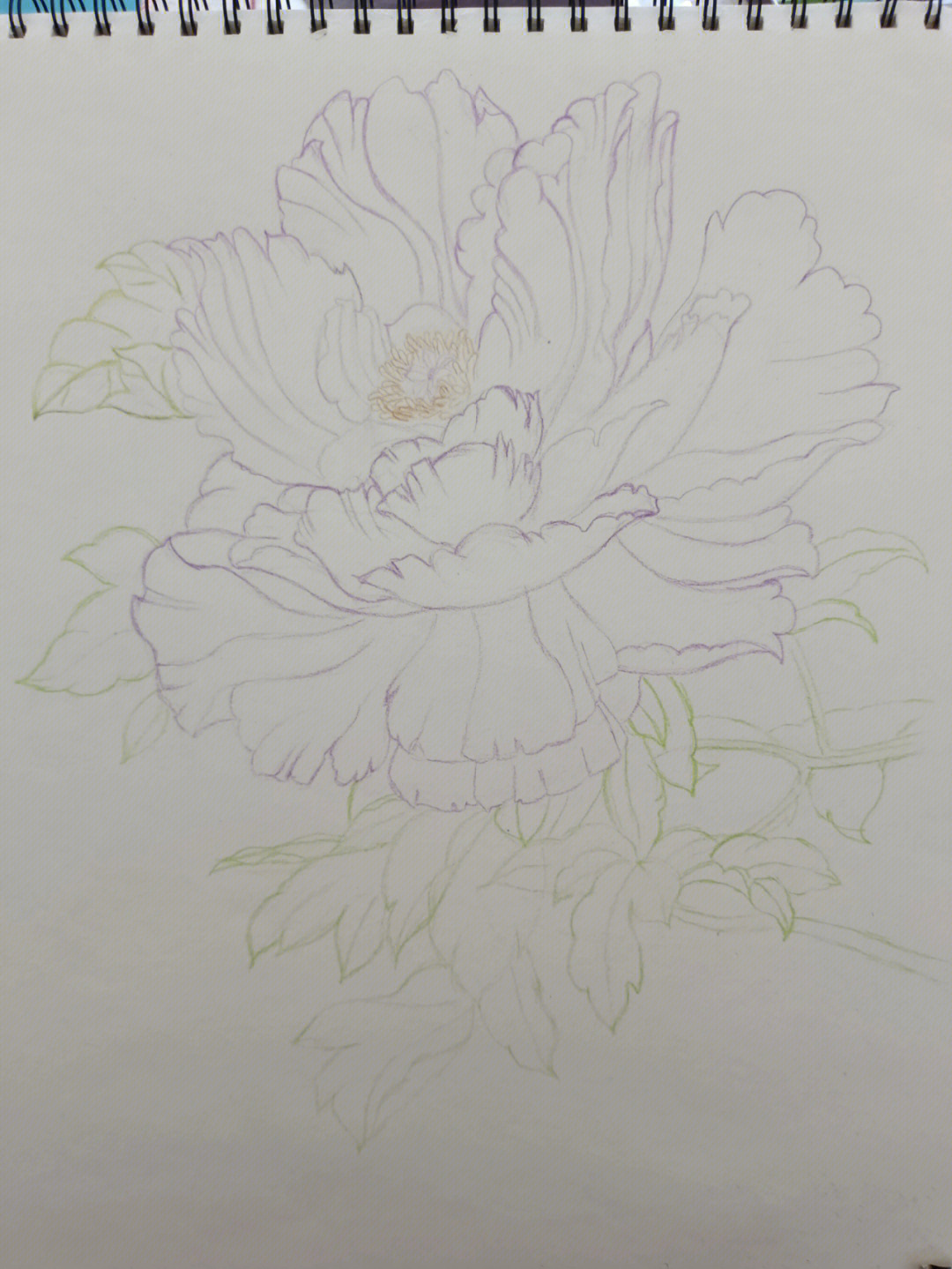 牡丹花手绘彩铅图片