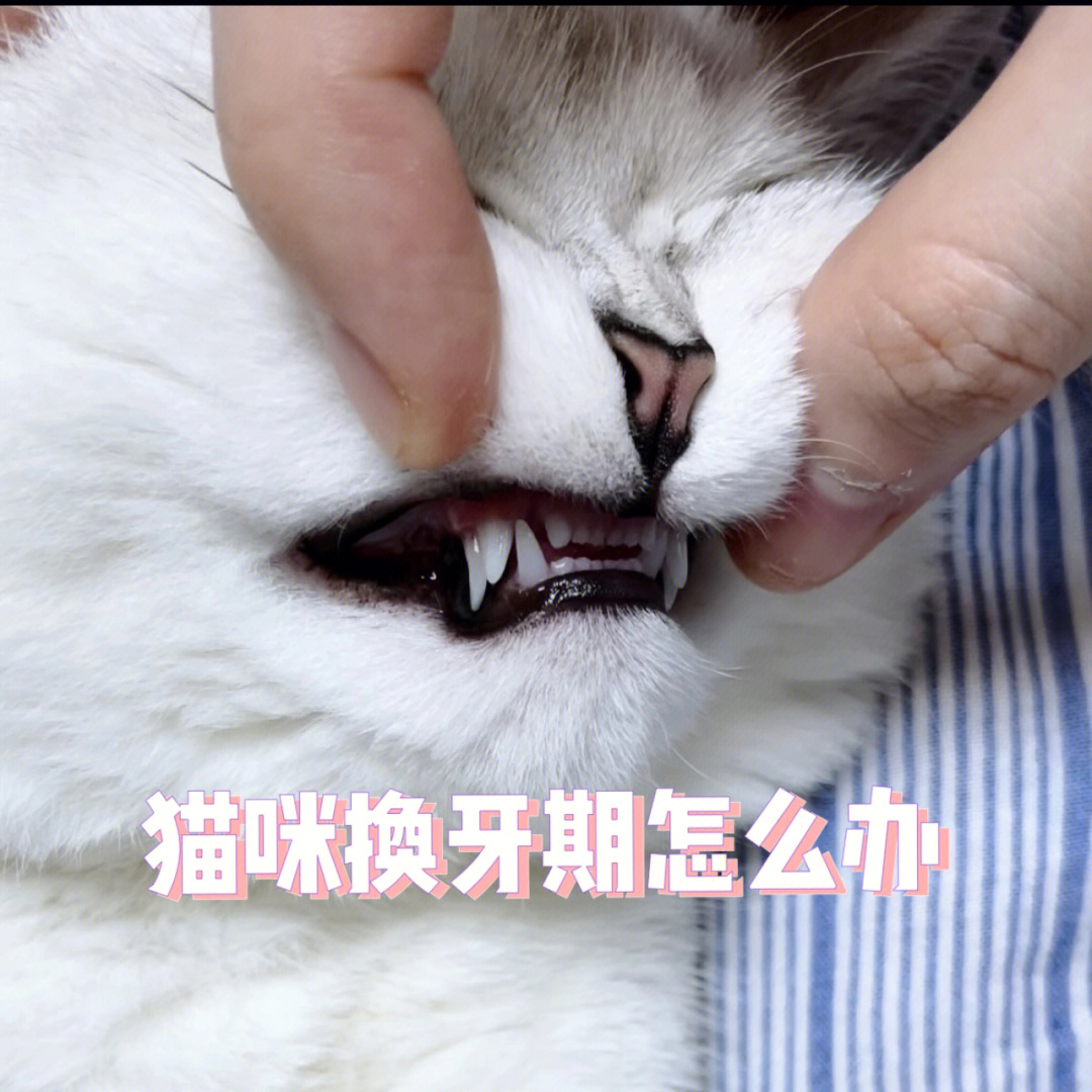 猫咪换牙顺序图片图片
