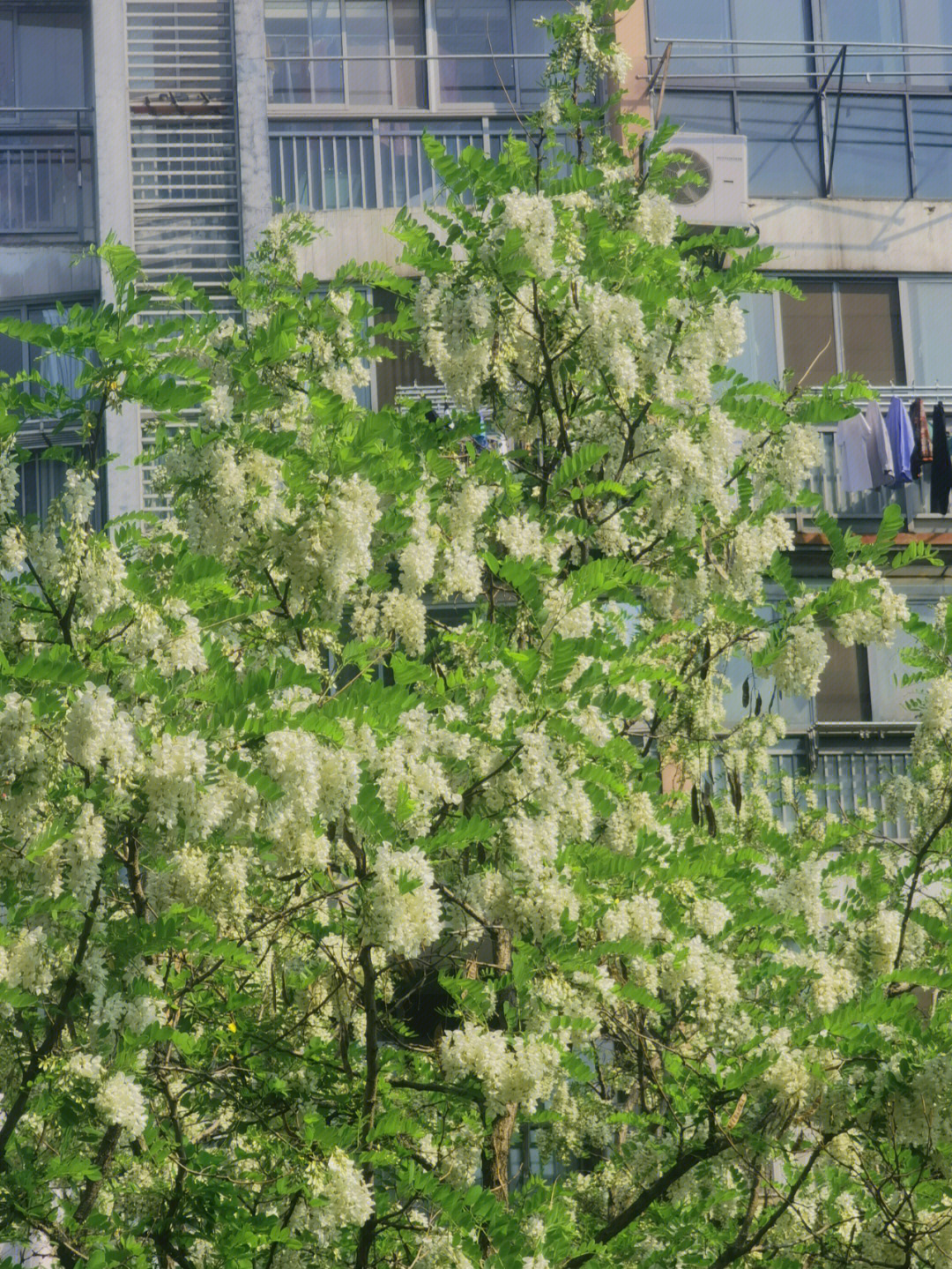 小当槐花长大样子图片