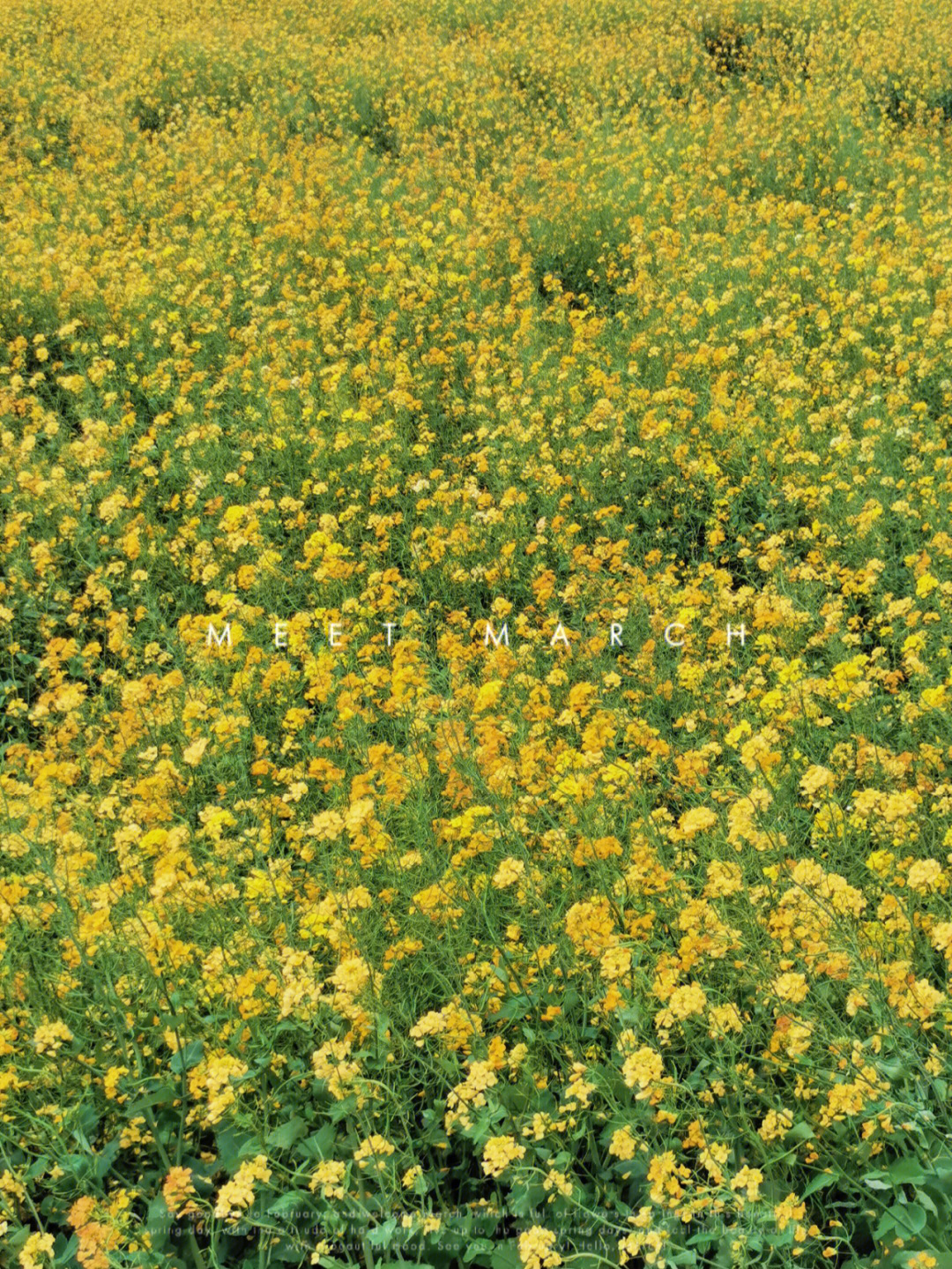 税务场村的七彩油菜花误入莫奈的花园