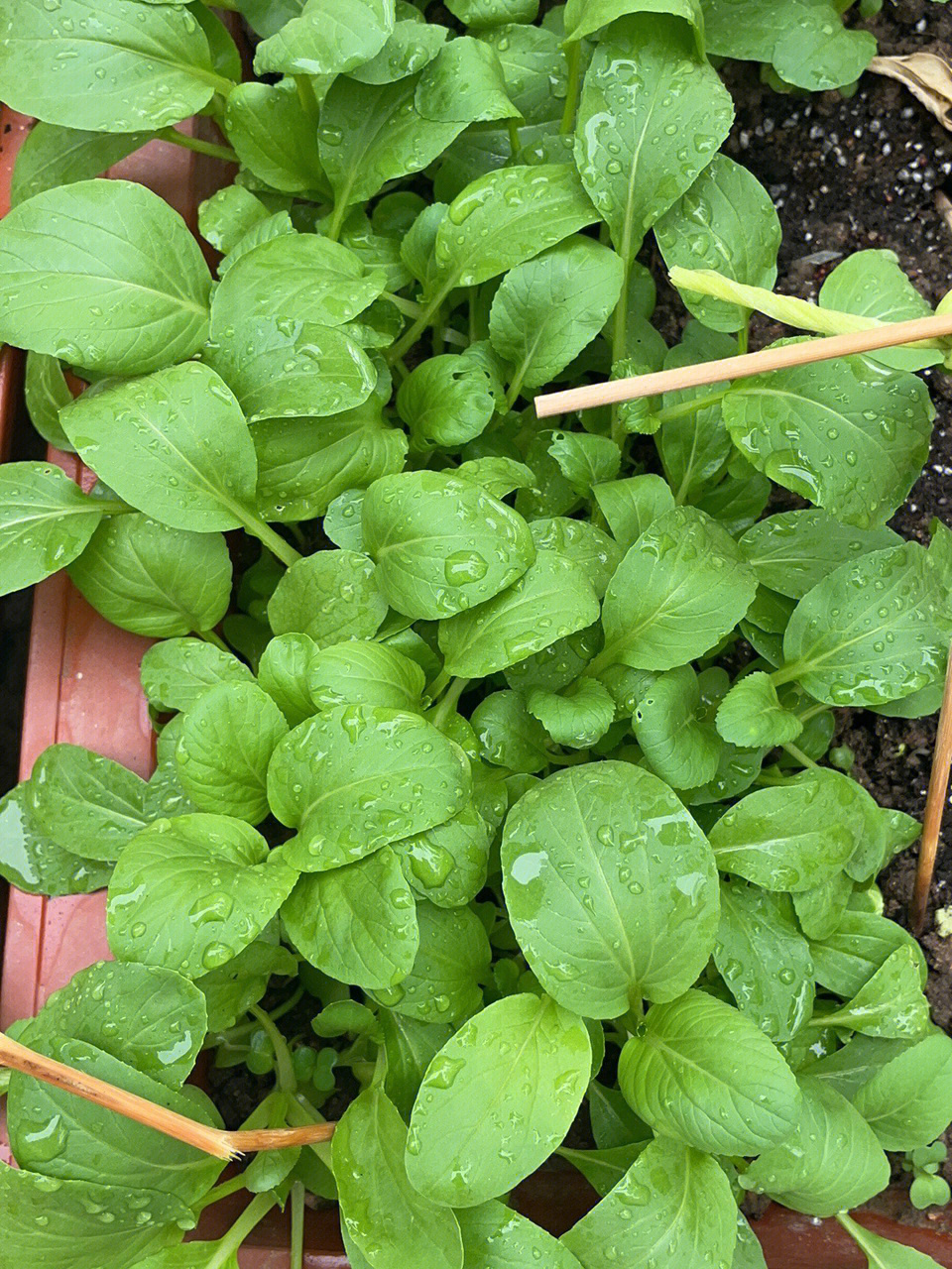 求解鸡毛菜