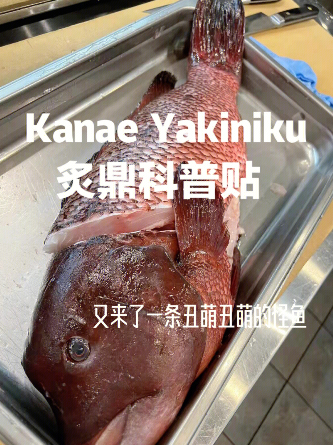 寒鰤鱼/瘤鱼9591主要来自于日本富山县95被称为富山县鱼王