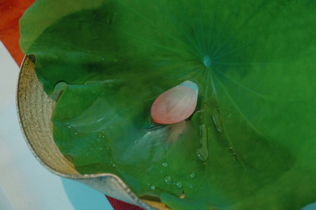 花香情缘简谱雨露图片