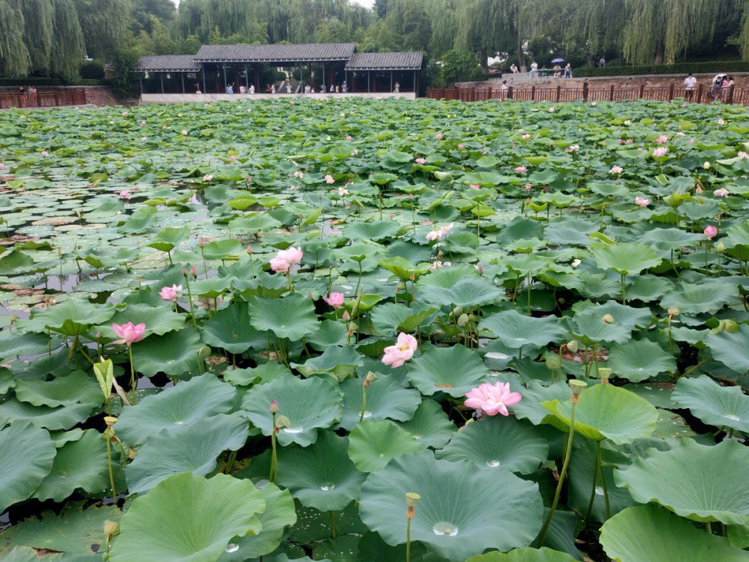 郑州紫荆山公园游览图图片