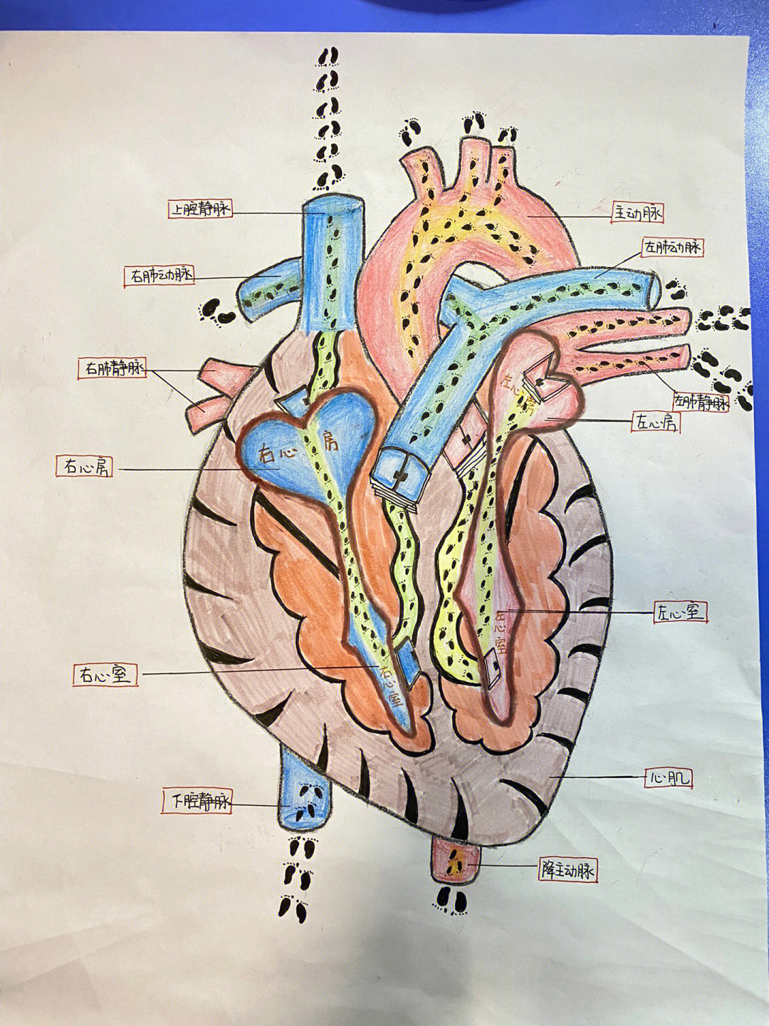 心脏结构图 手绘图图片