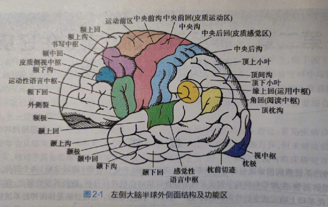 大脑半球解剖图手绘图片