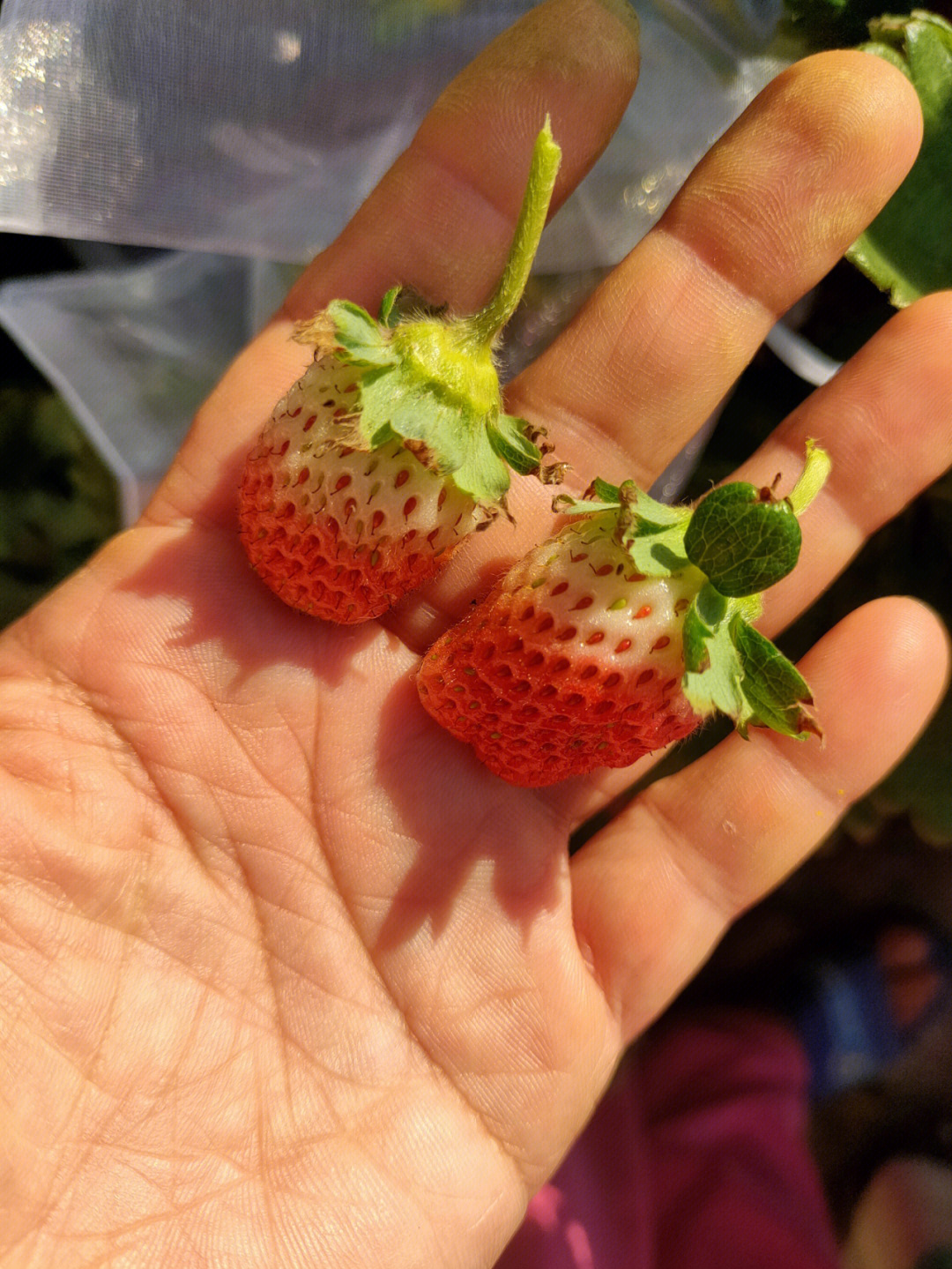 没熟的草莓图片