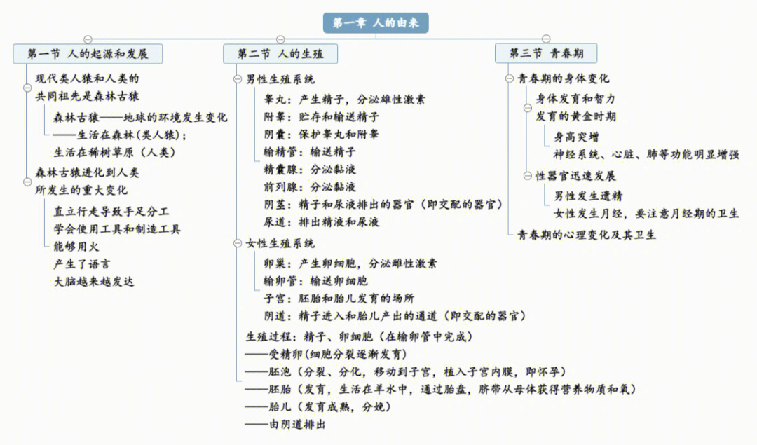 七年级生物下册思维导图