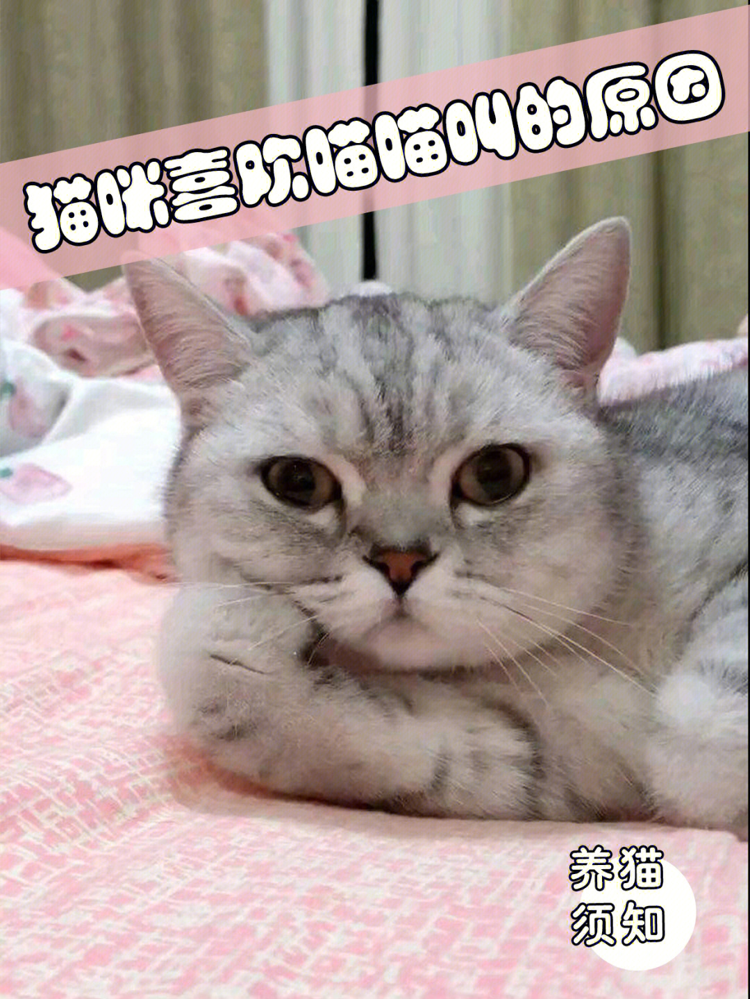 猫咪喜欢喵喵叫的原因