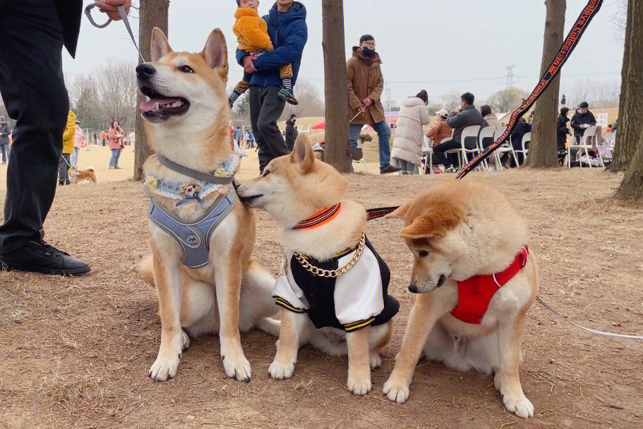 柴犬多大成年图片