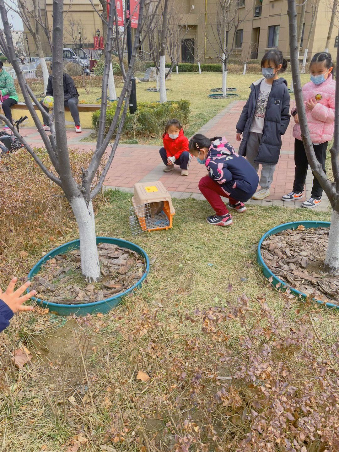 茼茼说受不了人类幼仔的不断围观