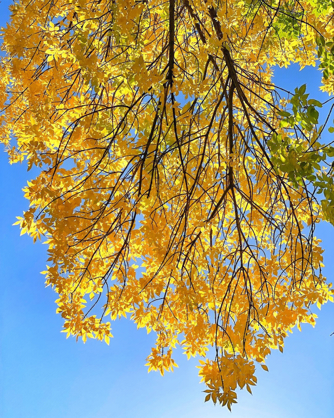 白蜡树与阳光是秋天最美的cp