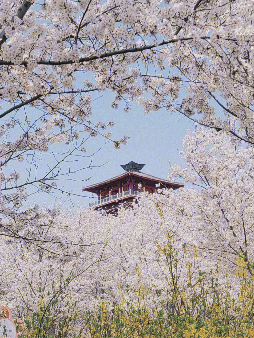 彭州丰乐樱花山图片图片