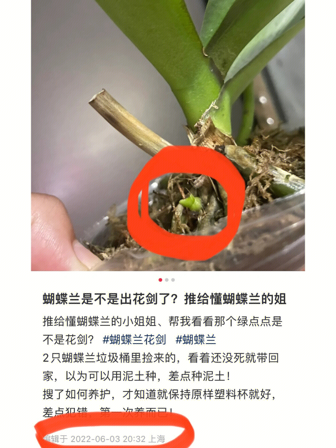 蝴蝶兰确实生崽了