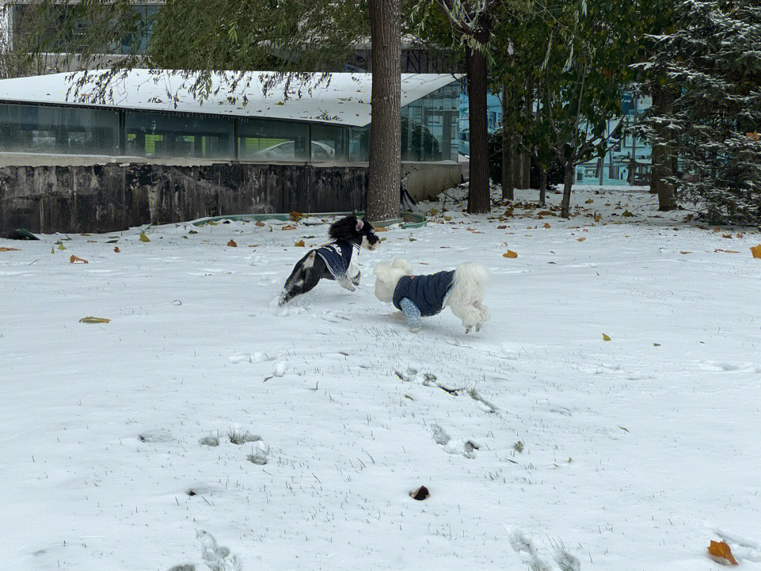 雪地撒欢儿