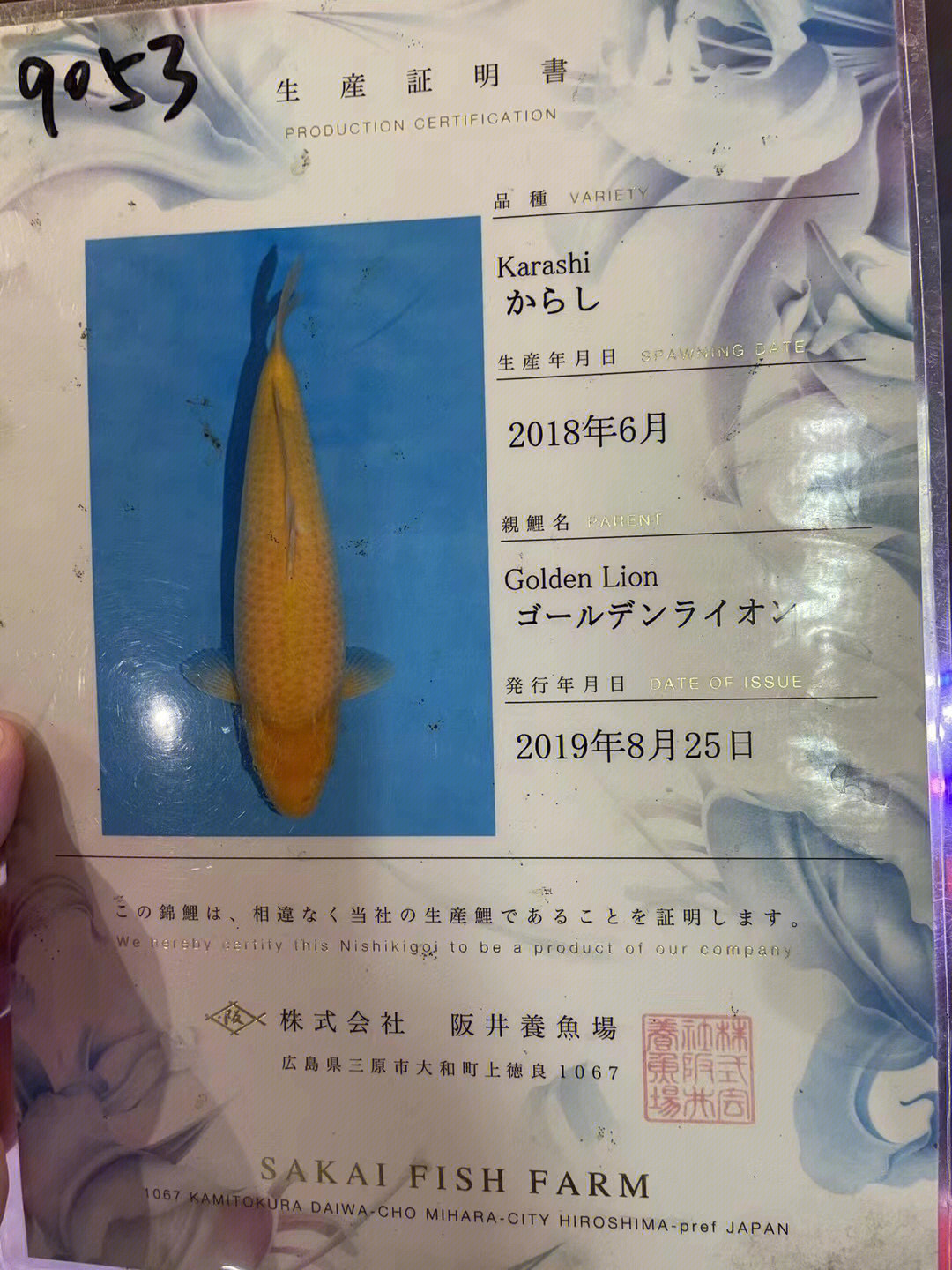 黄金芥子锦鲤鱼正宗日本锦鲤鱼