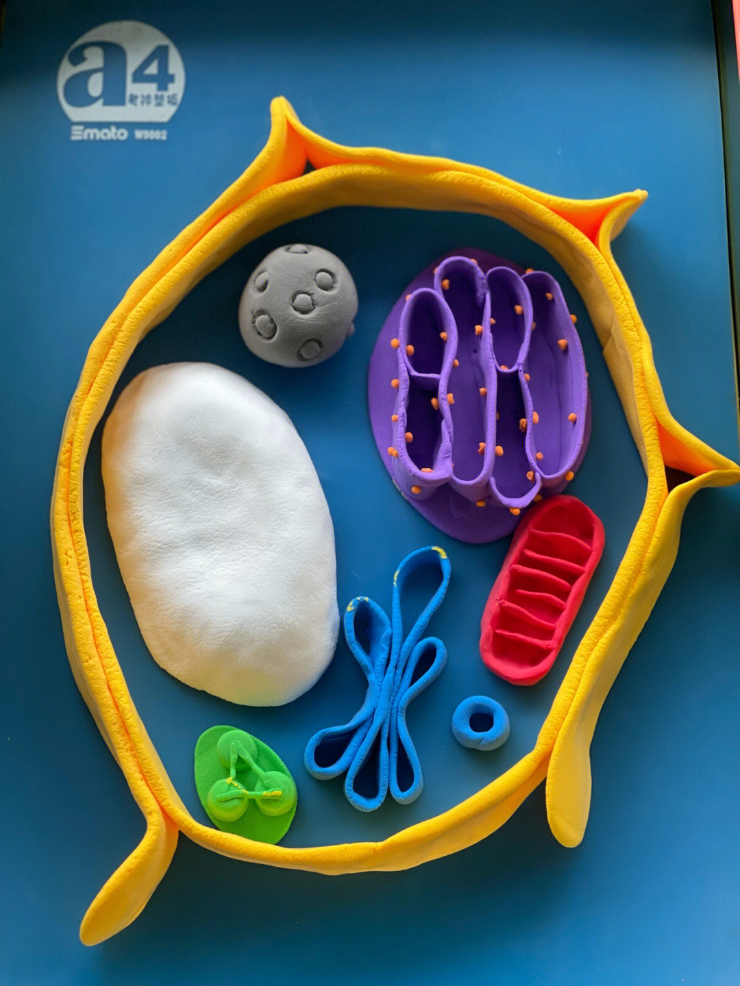 生物细胞模型制作过程图片