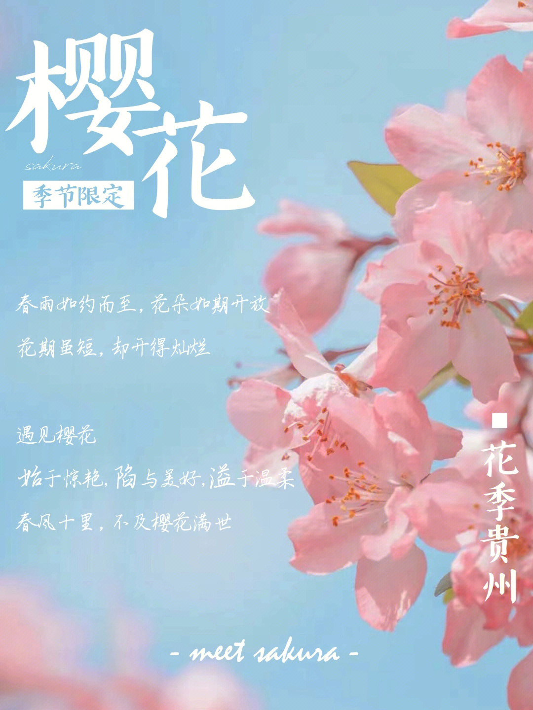 贵州平坝樱花电话图片