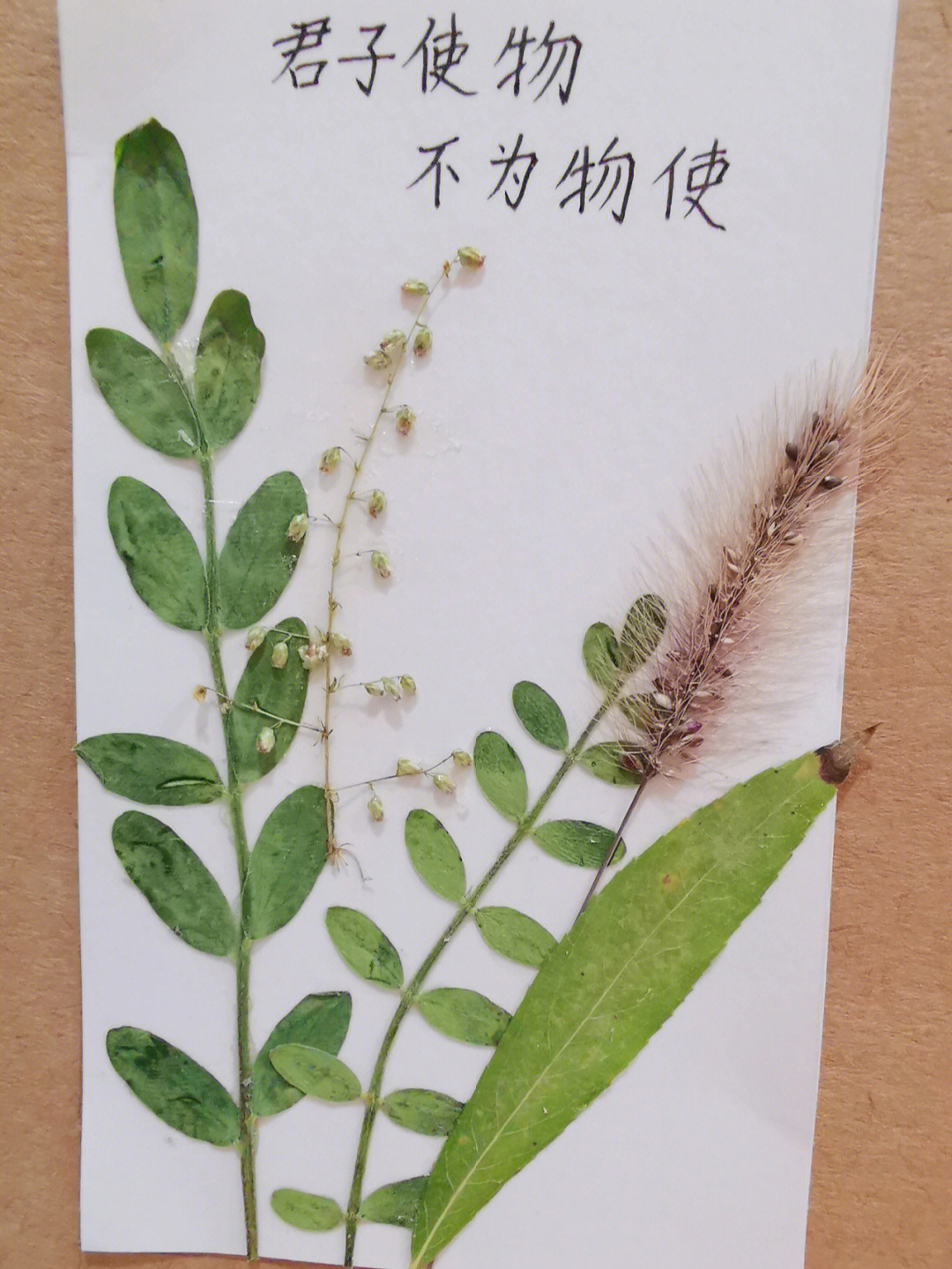 植物书签制作方法图片