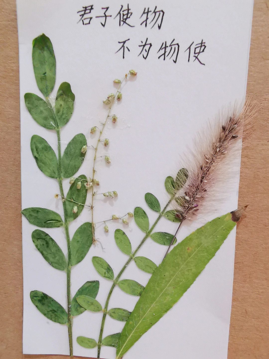 植物标签怎么做手工图片