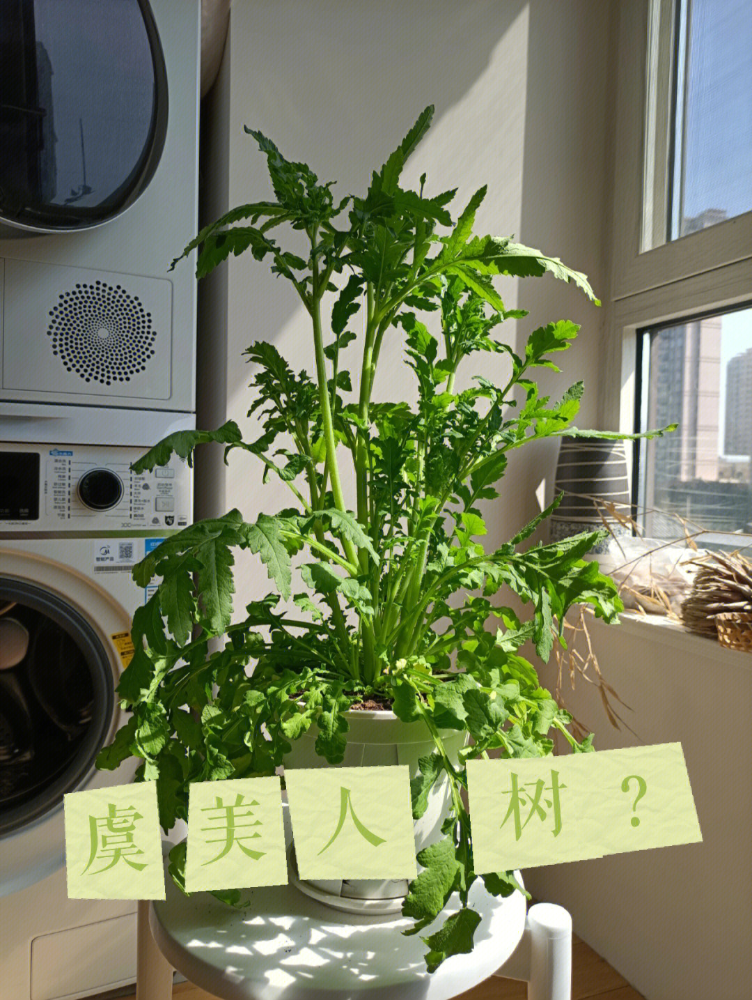 虞美人种植记