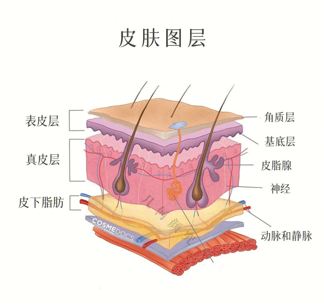 上次讲了表皮层的构成,这次来讲讲真皮层真皮处在表皮和皮下脂肪之间