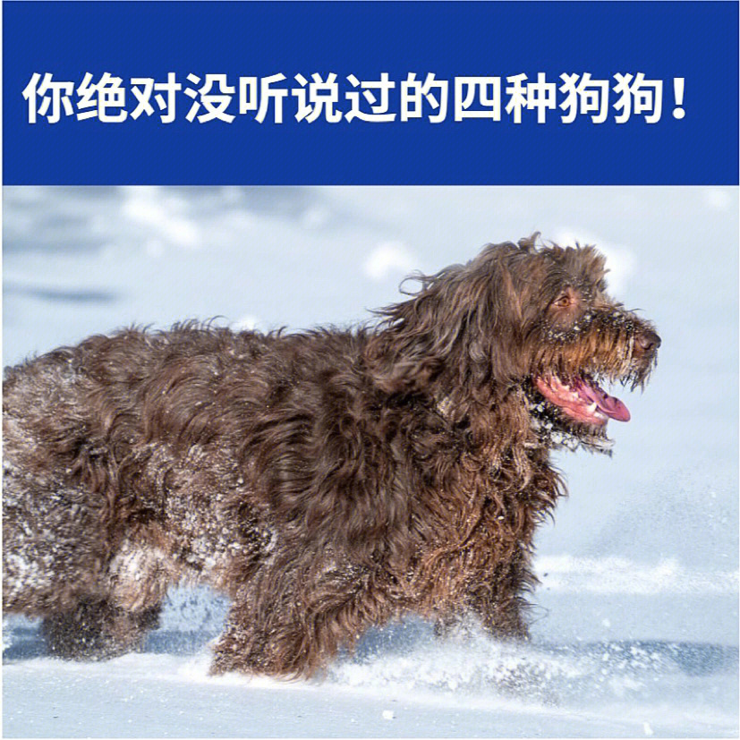 布拉格瑟瑞克犬图片