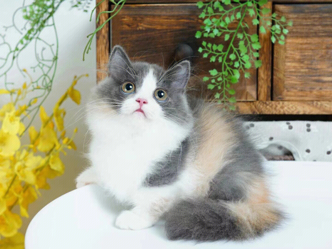 拿破仑猫爆米花图片图片