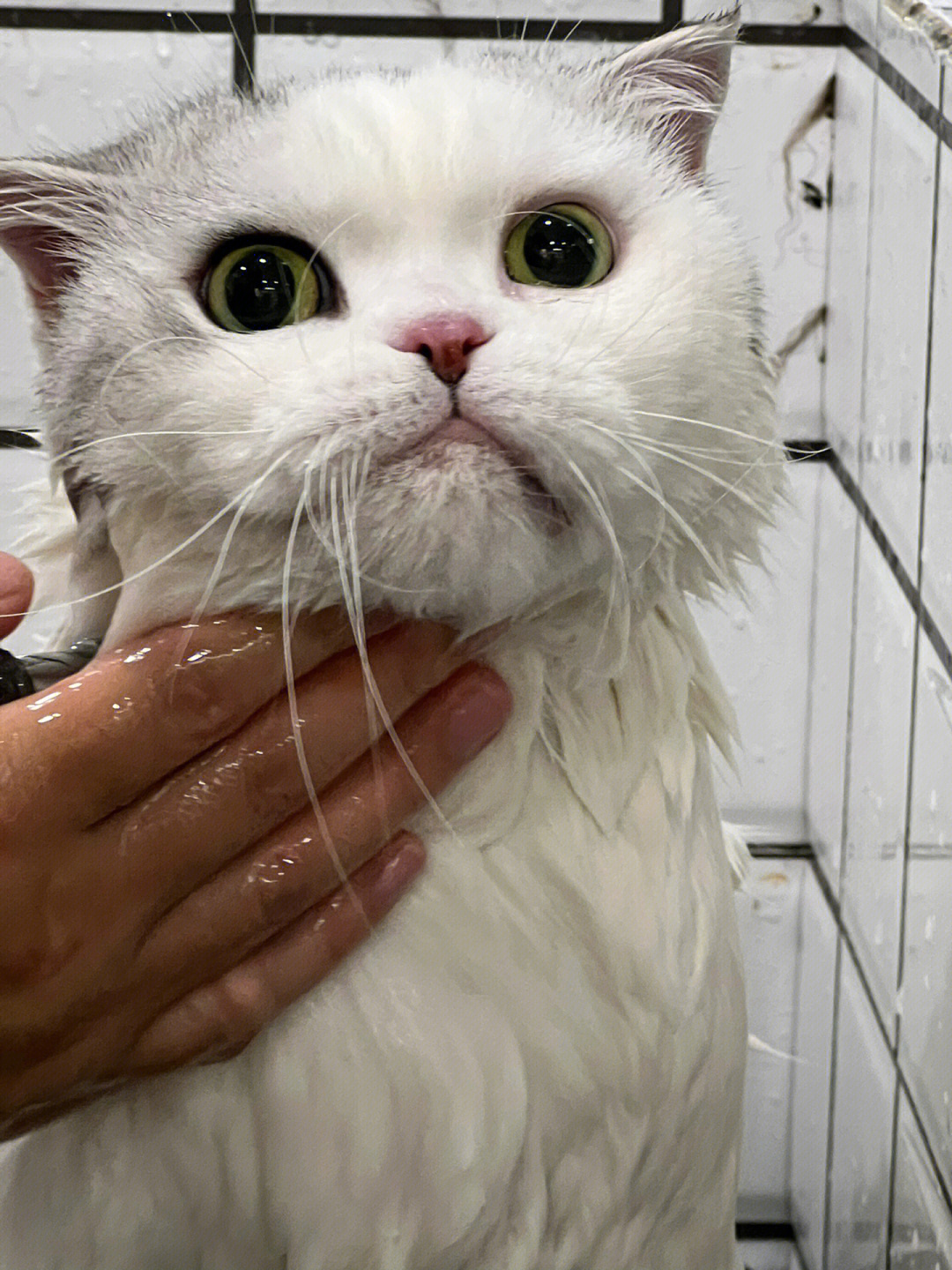 是哪只洗澡气fufu的小猫咪呀