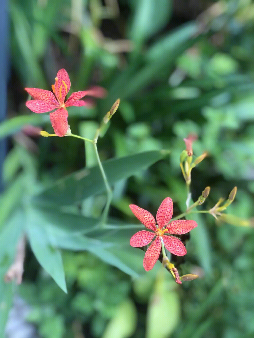 月上柳梢头花自芳图片