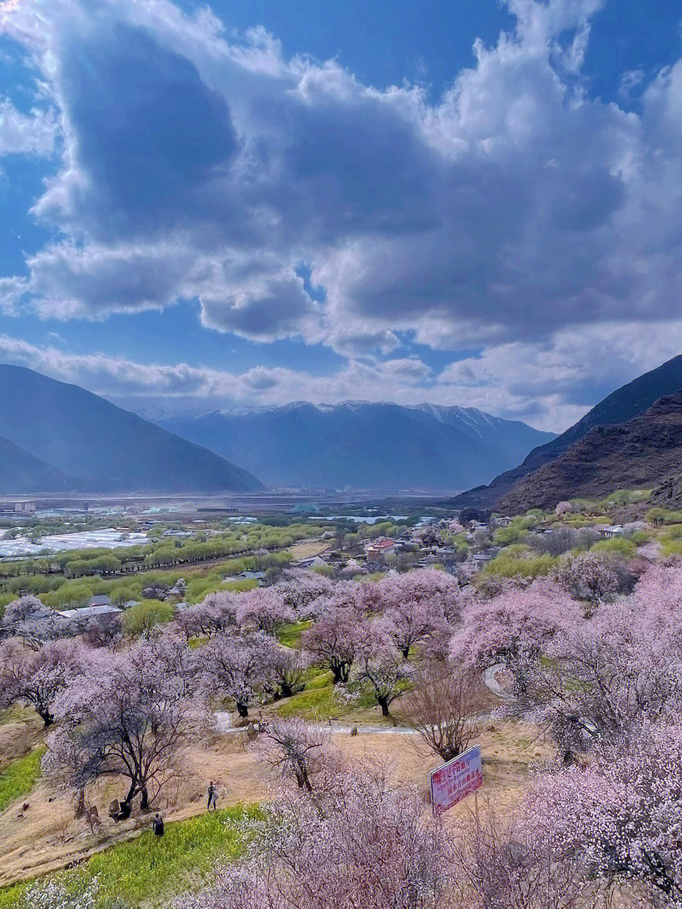 西藏林芝嘎拉村桃花园桃花开了