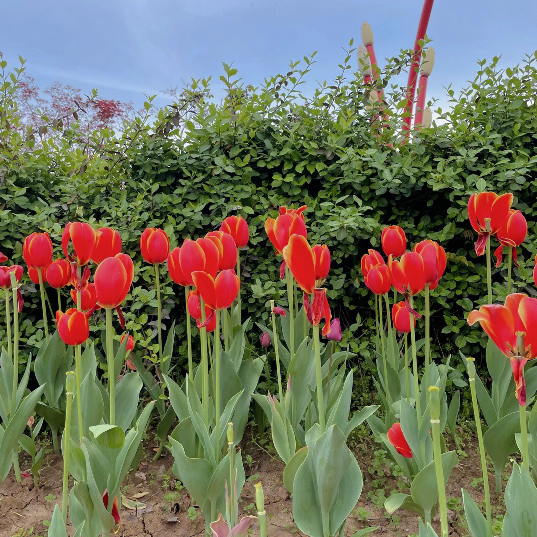 合肥春季景点四季花海