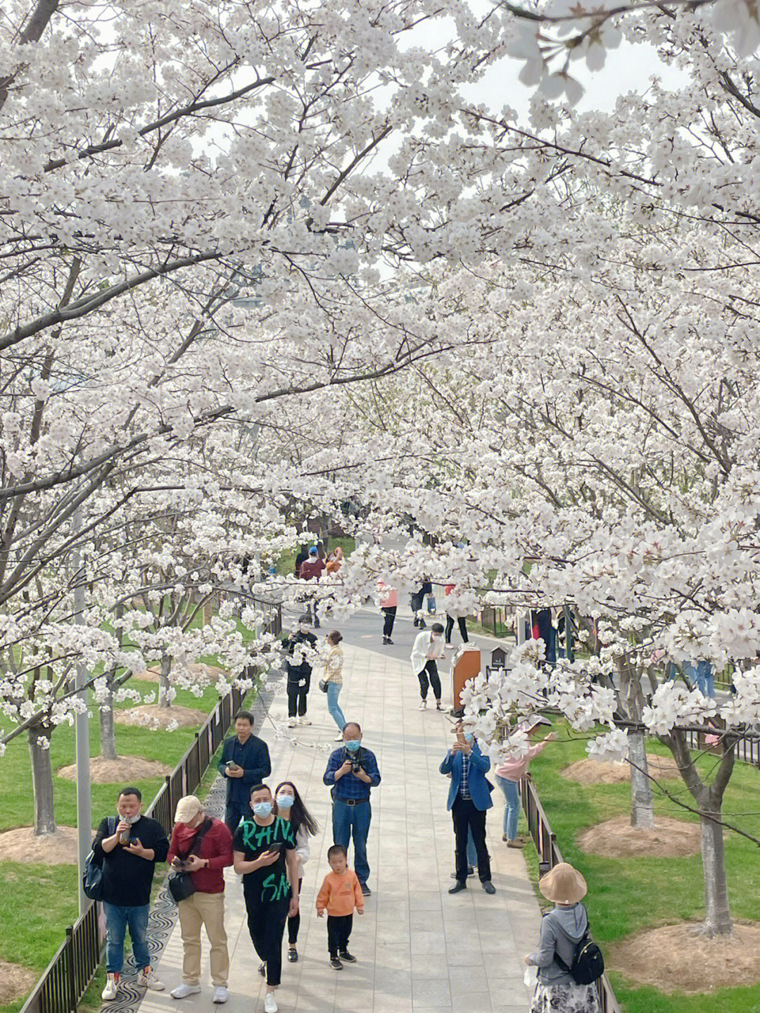 宁波樱花公园多大图片