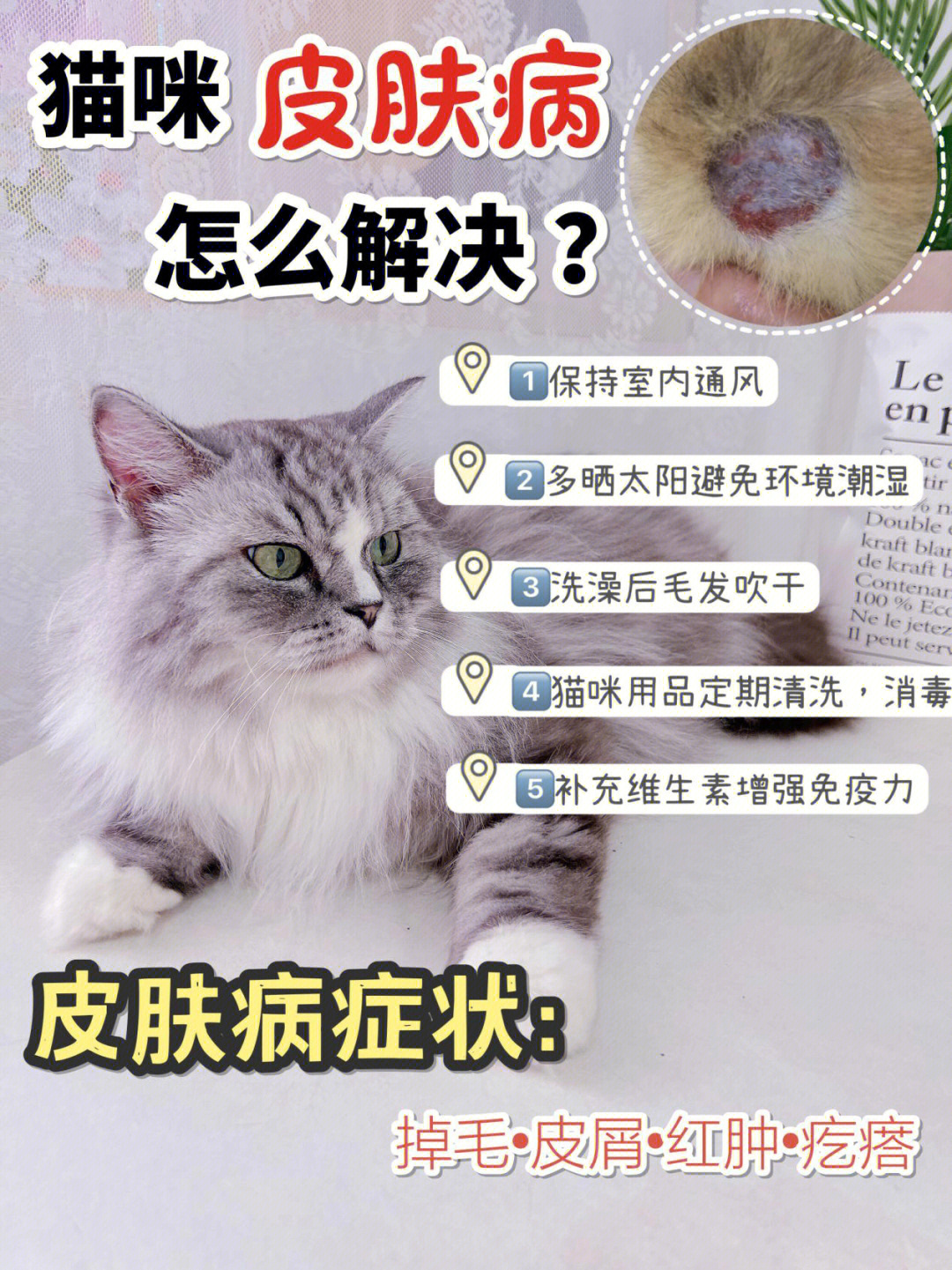 猫癣是怎么造成的图片