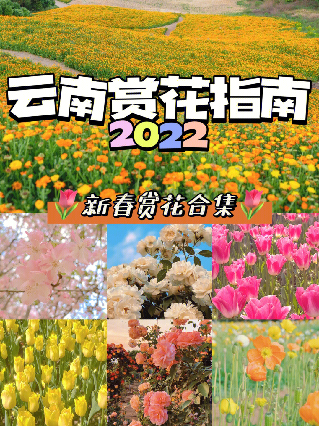 云南新春赏花指南郁金香虞美人樱花油菜花