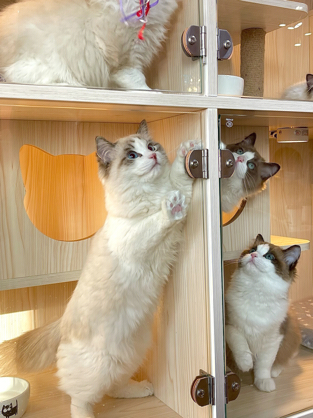 南京布偶猫舍图片