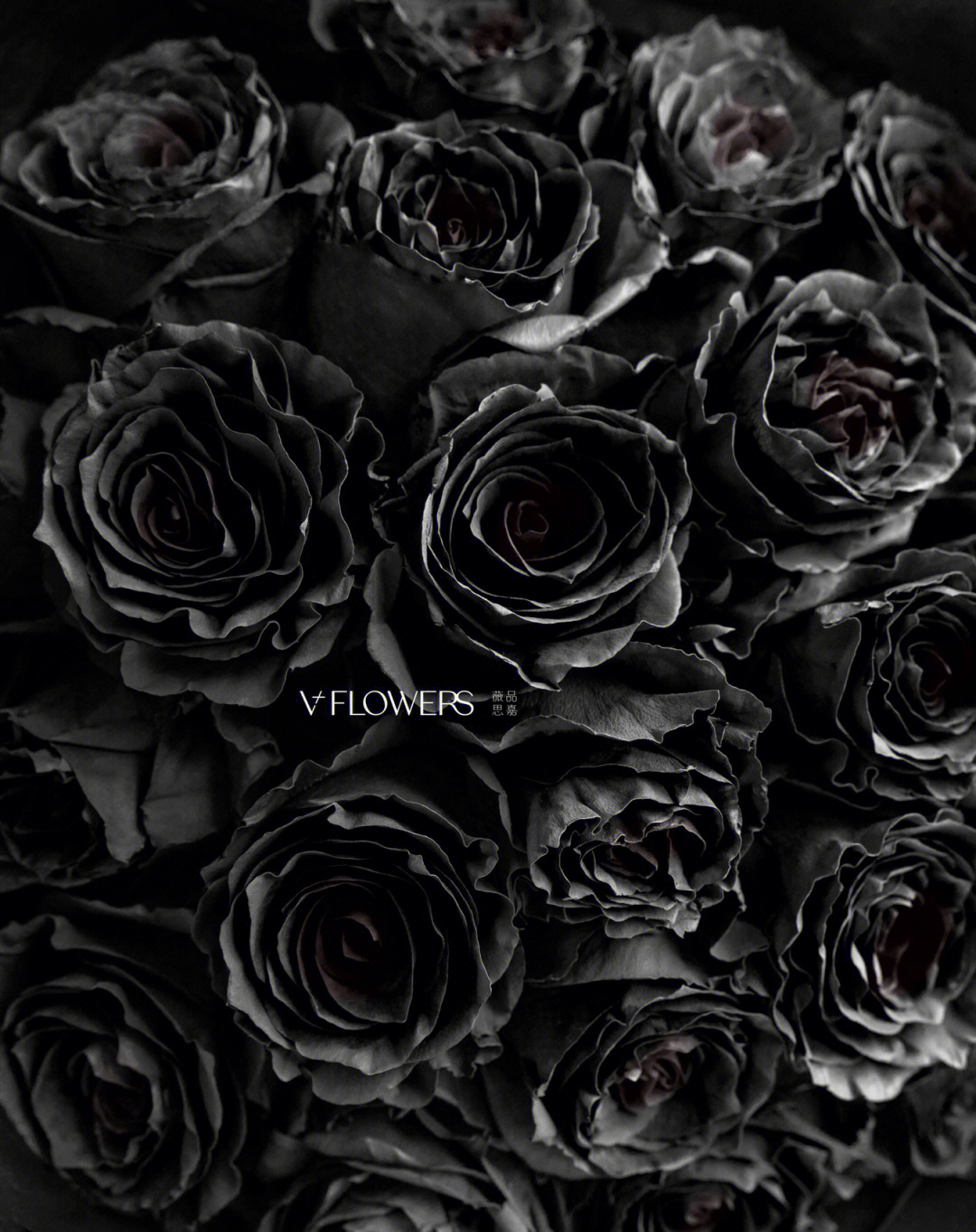 黑色厄瓜多尔玫瑰花语图片