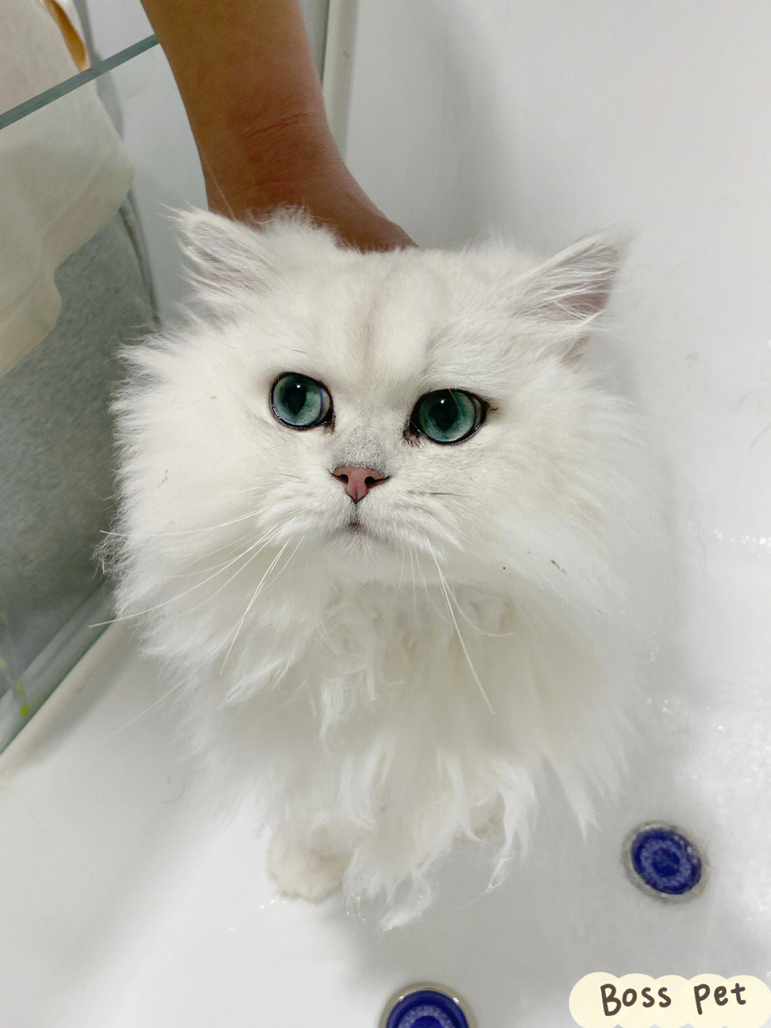 bosspet多伦多宠物美容猫咪洗澡篇