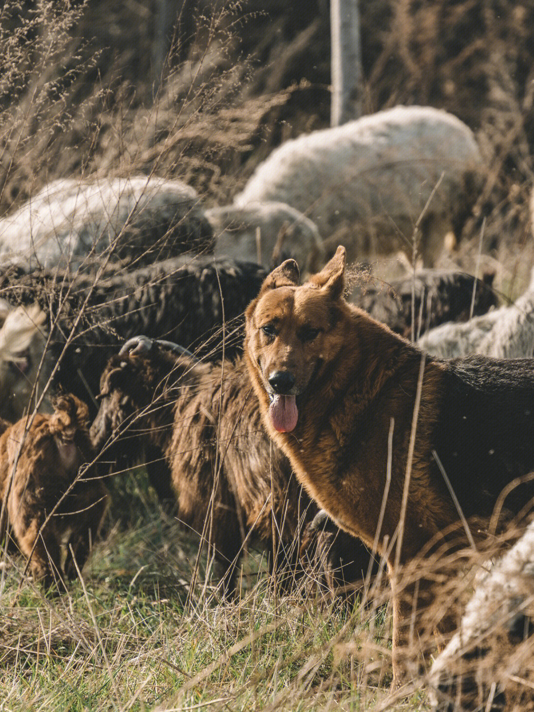 牧羊犬摄影作品图片