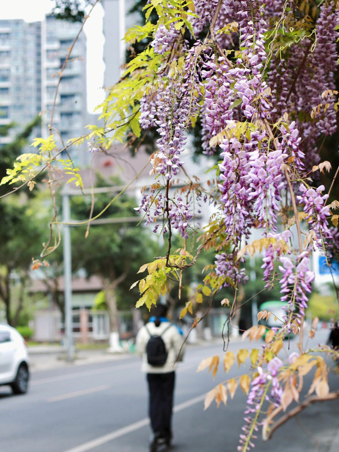 紫藤花一年四季的变化图片