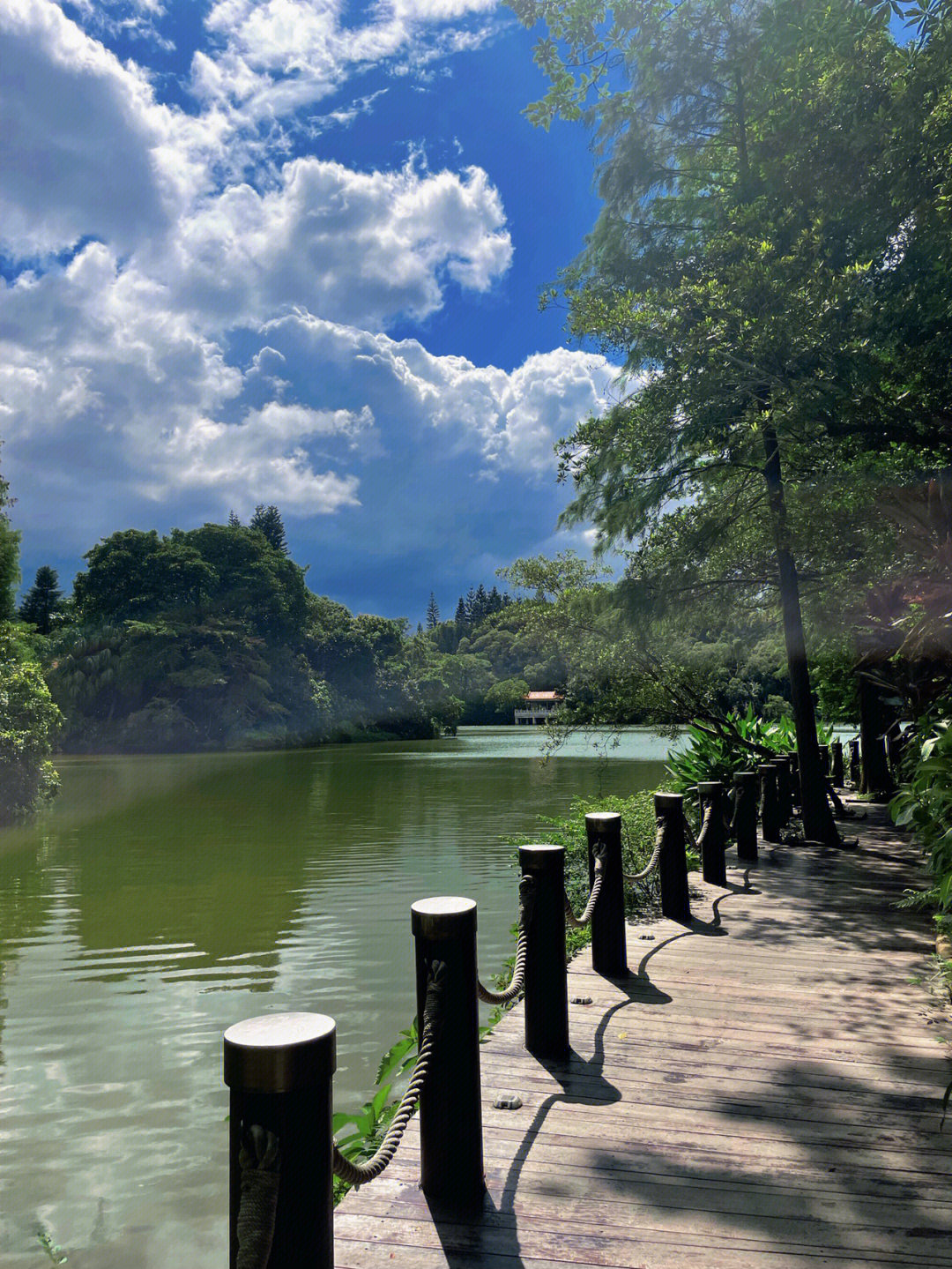 深圳仙湖植物园简直就是纯天然氧吧