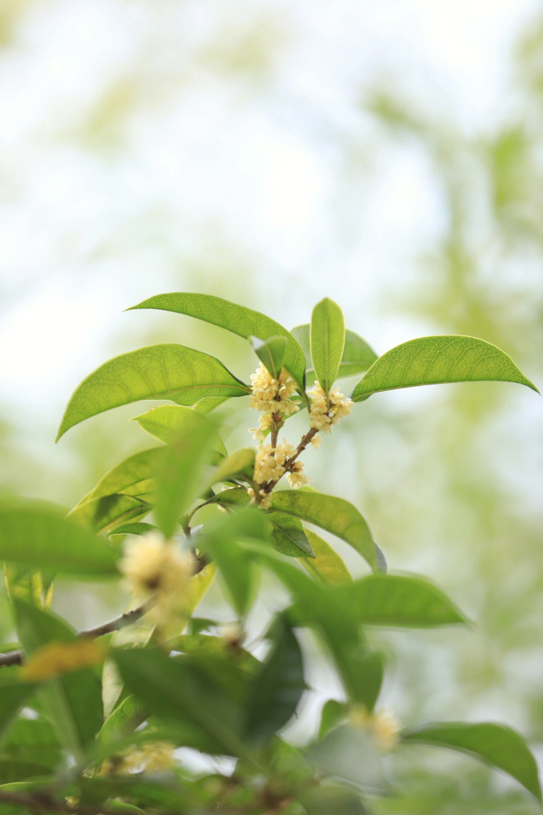 桂子第二茬桂花开了